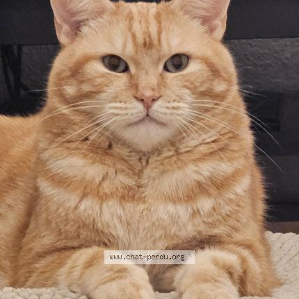 Photo 1/1 SIMBA Chat lost in Calafat