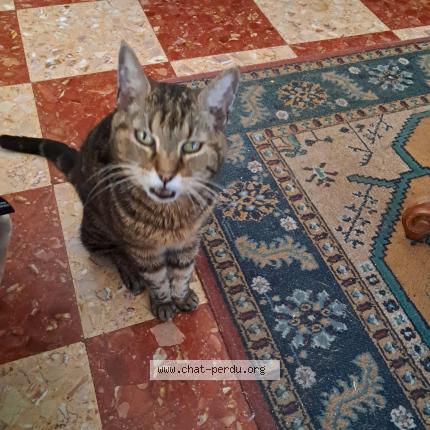 Photo 1/1 Peixito Chat lost in Montpellier