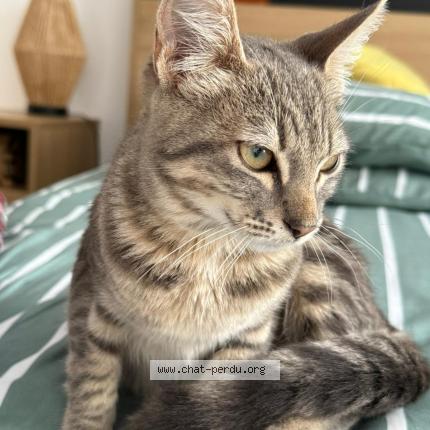 Photo 1/1 Found cat Found in Siros