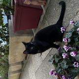 Picture of cat found at Melun