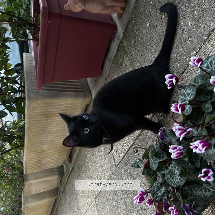 Photo 1/1 Found cat Found in Melun