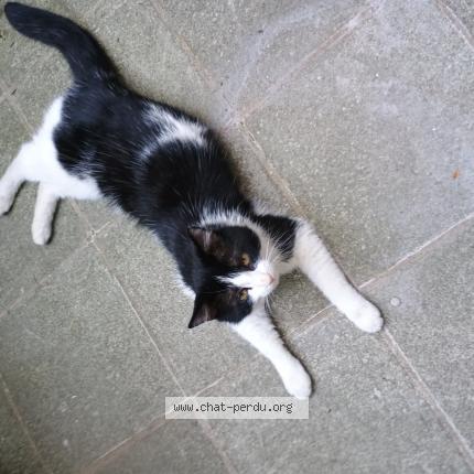 Photo 1/1 Rorchat Chat lost in Bruxelles