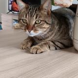 Picture of cat lost at Prefailles