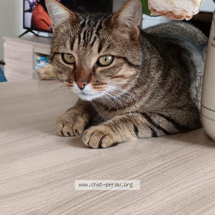 Photo 1/1 Cat reunited Lost in Prefailles