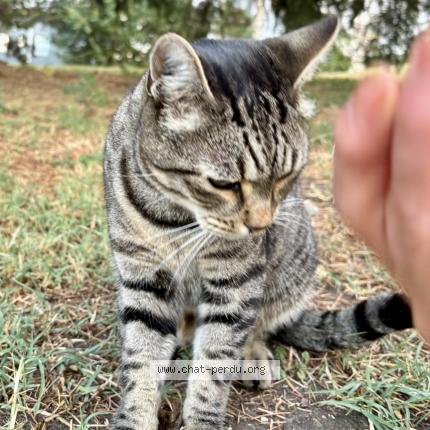 Photo 1/1 Found cat Found in Asnieres