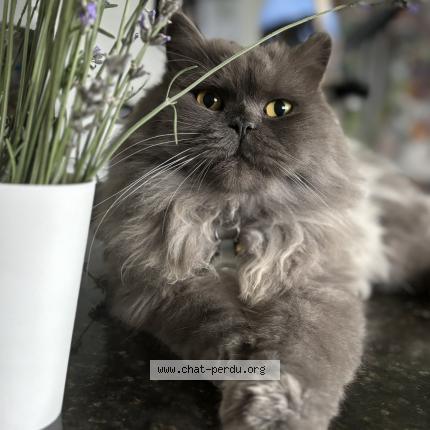 Photo 1/1 Simba Chat lost in Longwy