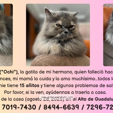 Photo 1/1 Otchie Chat lost in Algo de guadalupe san jose