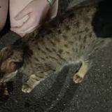 Picture of cat found at Mons En Baroeul