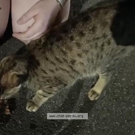 Photo 1/1 Found cat Found in Mons en baroeul