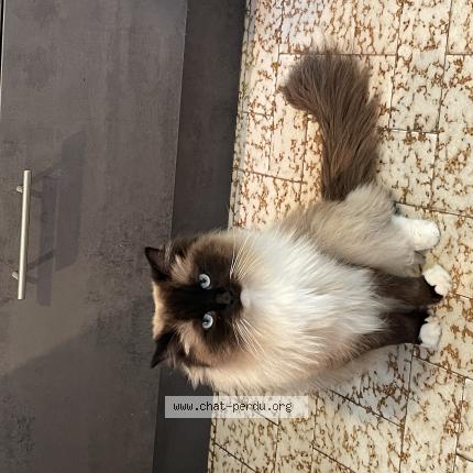 Photo 1/1 Ruby Chat lost in Chevaigne