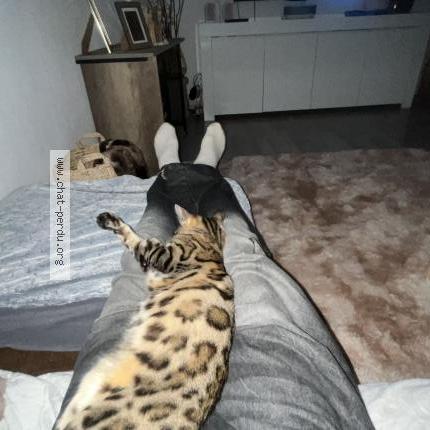 Photo 1/1 Shanone Chat lost in Soultz haut rhin