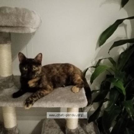 Photo 1/1 Caroline Chat lost in Woluwe saint lambert