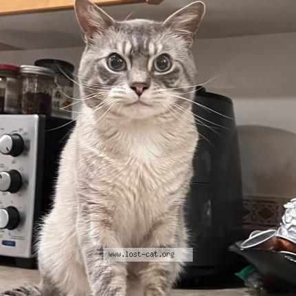 Photo 1/1 Mocha Chat lost in Victoria