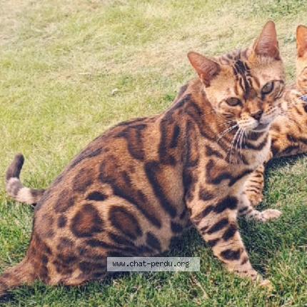 Photo 1/1 V&eacute;nom Chat lost in Corneville sur risle