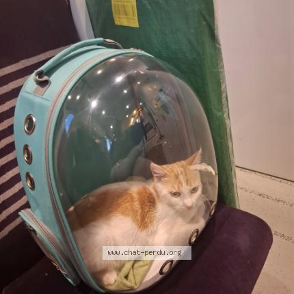 Photo 1/1 Mao Mao Chat lost in Jouy en josas