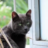 Picture of cat lost at Brest