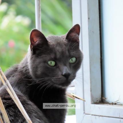 Photo 1/1 SPOOKY Chat lost in Brest