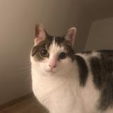 Picture of cat lost at Yves