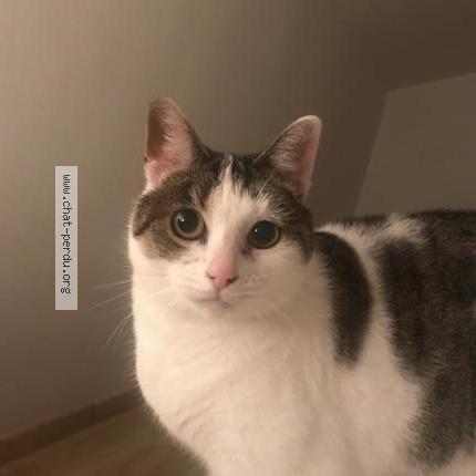 Photo 1/1 Nahla Chat lost in Yves