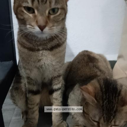 Photo 1/1 Princesa Chat lost in Monterrey