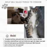 Picture of cat lost at Vilvorde