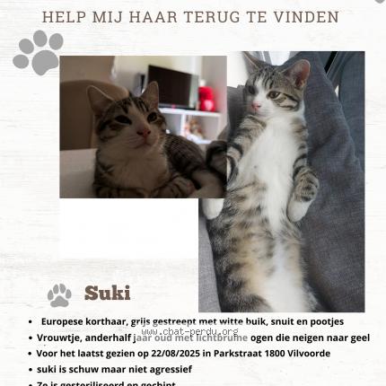 Photo 1/1 Suki Chat lost in Vilvorde