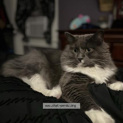 Photo 1/2 Sophia Bockus Chat lost in Sainte sabine