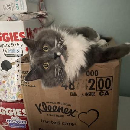 Photo 2/2 Sophia Bockus Chat lost in Sainte sabine