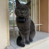 Picture of cat lost at Le Cannet