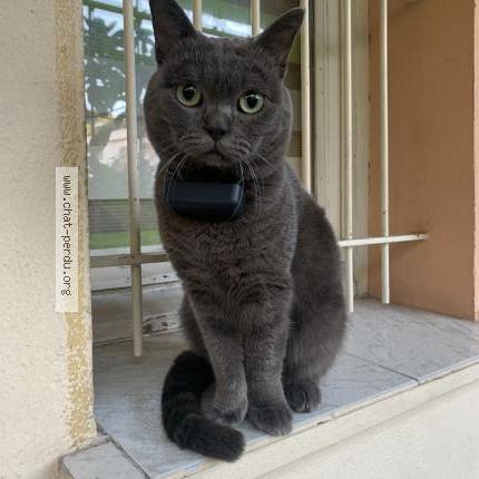 Photo 1/1 Totox Chat lost in Le cannet