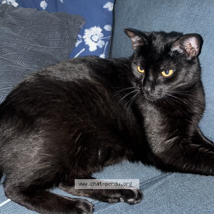 Photo 1/1 Charly Chat lost in Saint symphorien de lay