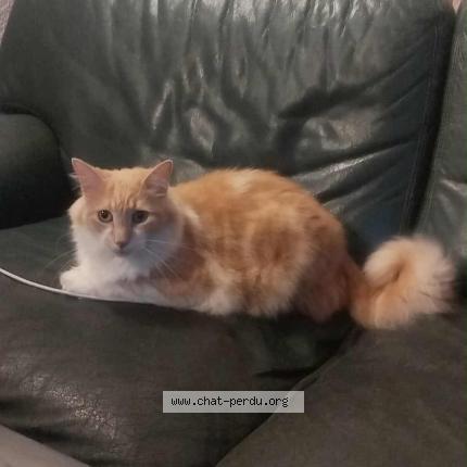 Photo 1/1 Wisper Chat lost in Gap