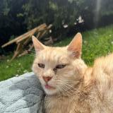 Picture of cat found at Amfreville La Mivoie