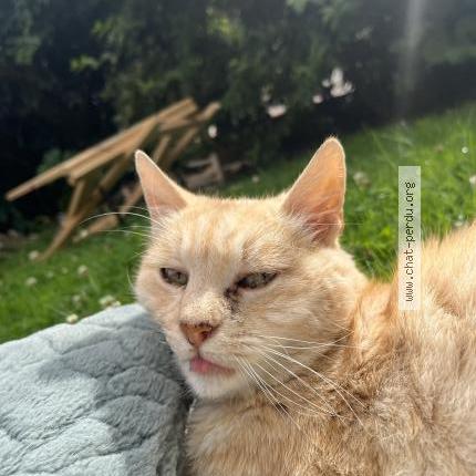 Photo 1/1 Found cat Found in Amfreville la mivoie