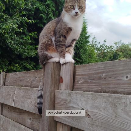 Photo 1/1 Willow Chat lost in Lezennes