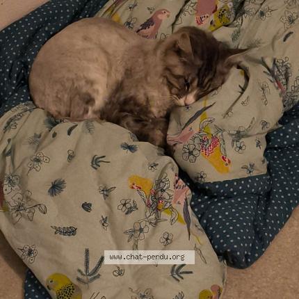 Photo 1/1 Ukyo Chat lost in Ales