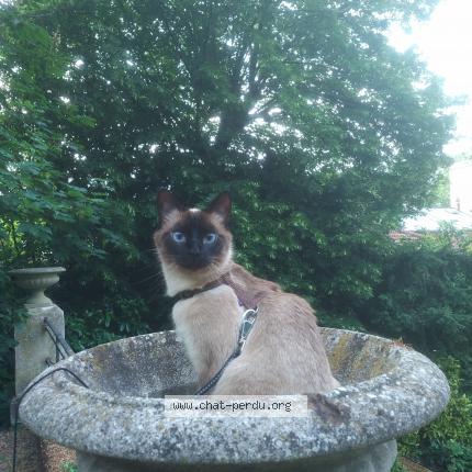 Photo 1/1 Flocon Chat lost in Tulle