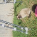 Picture of cat found at Meyzieu