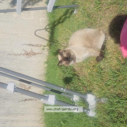 Photo 1/1 Found cat Found in Meyzieu