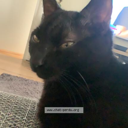 Photo 1/1 Rifki minou Chat lost in Marcilly d azergues