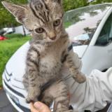 Picture of cat found at Aurillac