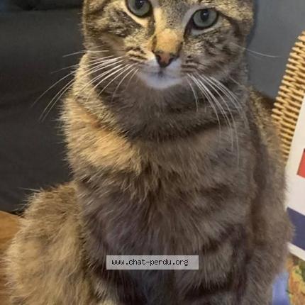 Foto 1/1 Pinpin Kat vermist in Wagnelee