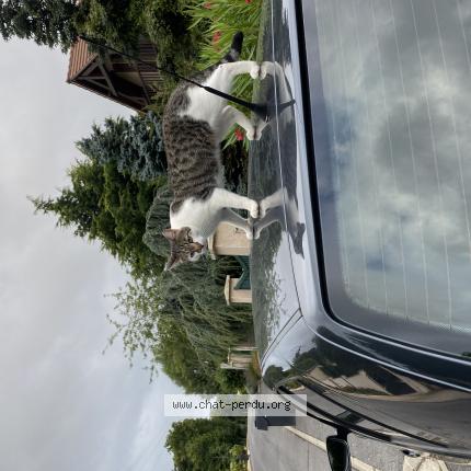 Photo 1/1 Xena Chat lost in Maisoncelles en brie