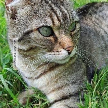 Photo 1/1 Cooper Chat lost in Peumerit