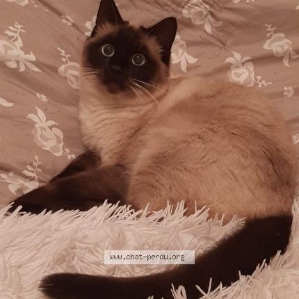 Photo 1/1 TINO Chat lost in Trouans