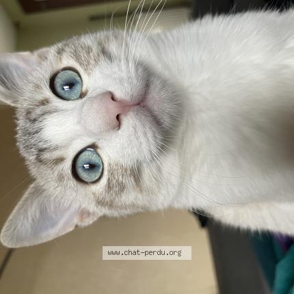 Photo 1/1 Odin Chat lost in Davezieux