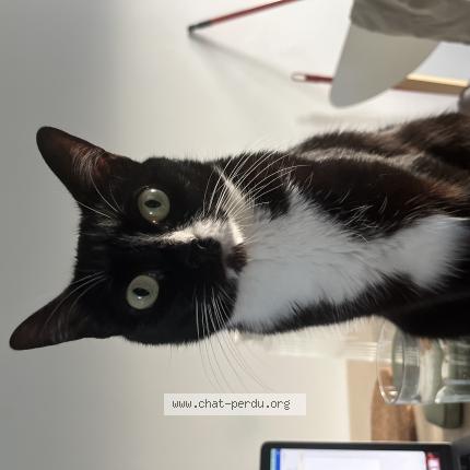 Photo 1/1 Moon Chat lost in La valette du var