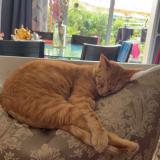 Picture of cat lost at Toulouse