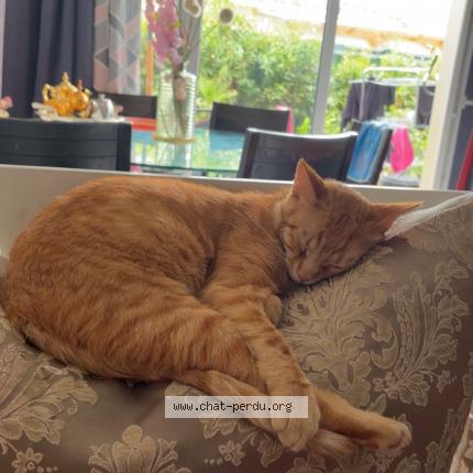 Photo 1/1 Simba Chat lost in Toulouse