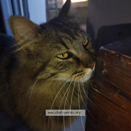 Photo 1/1 Ernest Chat lost in Coueron